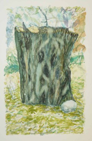 652 Greek Olivetree