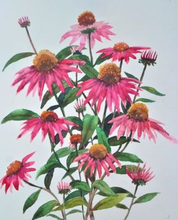 Echinicea-50-X-60-cm