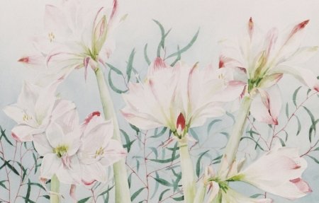amarylles-roze-16