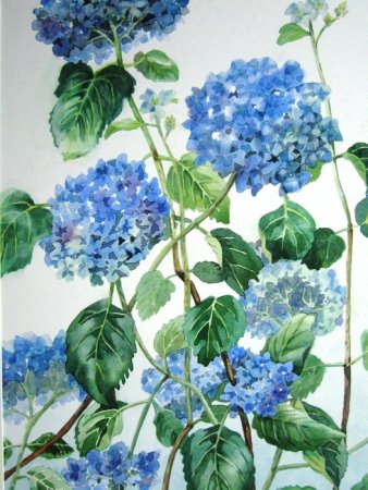 Blauwe hortensia