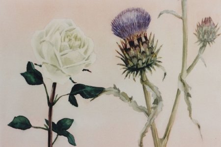 artisjok-en-roos