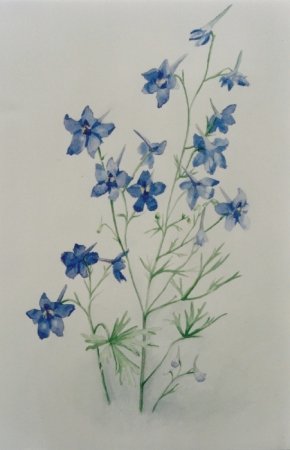delfinium