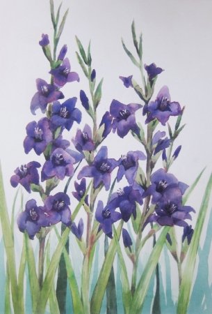gladiolen
