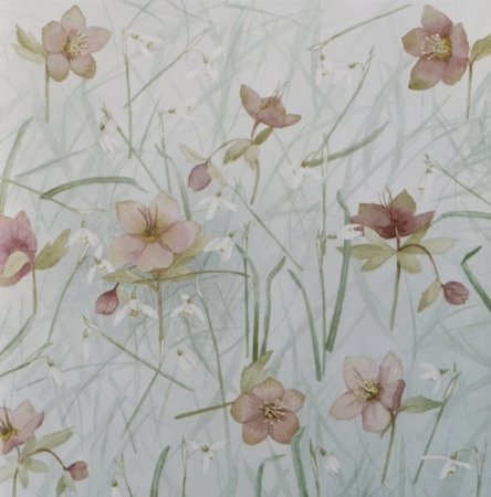 helleborus-en-sneeuwklokjes-11