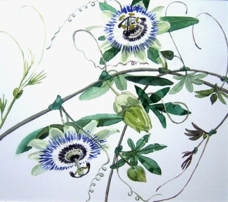 Passiebloem 4