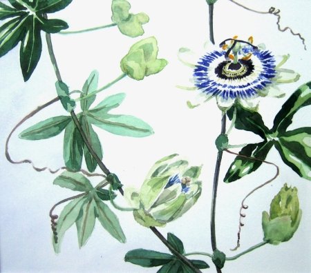 Passiebloem 3