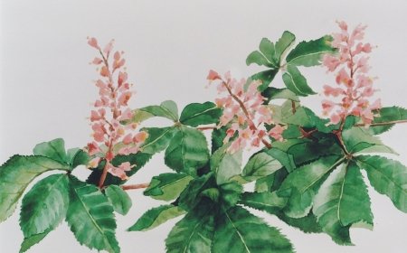 kastanjebloesem-roze13