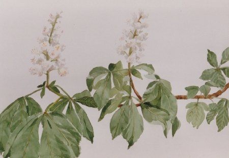 kastanjebloesem-wit-10