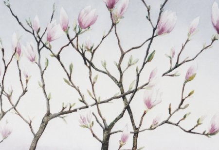 magnolia