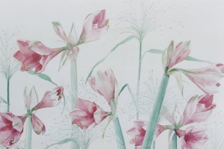 roze-amarylles-14