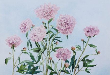 roze-pioenrozen