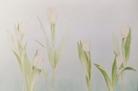 roze-tulpen