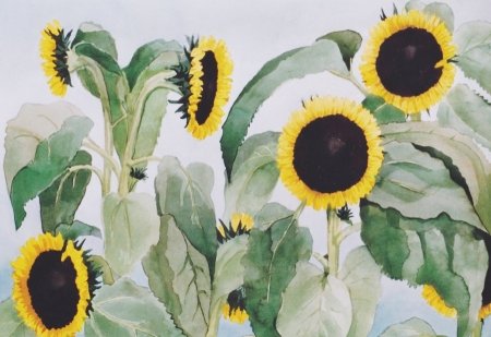 zonnebloemen-18