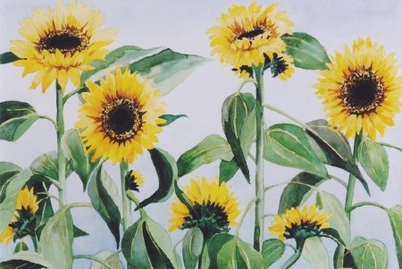 zonnebloemen