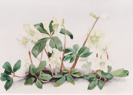 bloemen-7